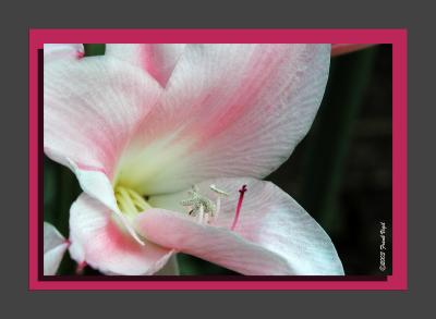 Brilliant Pink