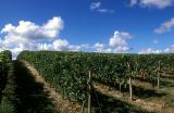 Vineyard near Ordonnac