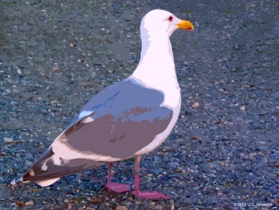 Seagull (cutout)