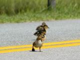 Why did the duckling cross the road?