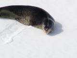 Leopard seal