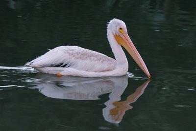 American White Pelican