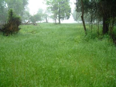 Now green (grass) where last year it was brown (dirt)