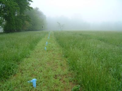 Field growing fast with all the rain -- cut 4 weeks ago