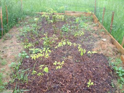Seedlings doing fine