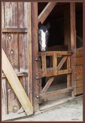 Horse in stall