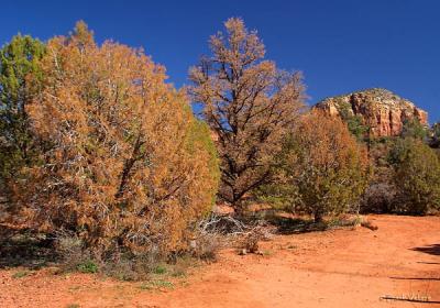 Sedona trailhead