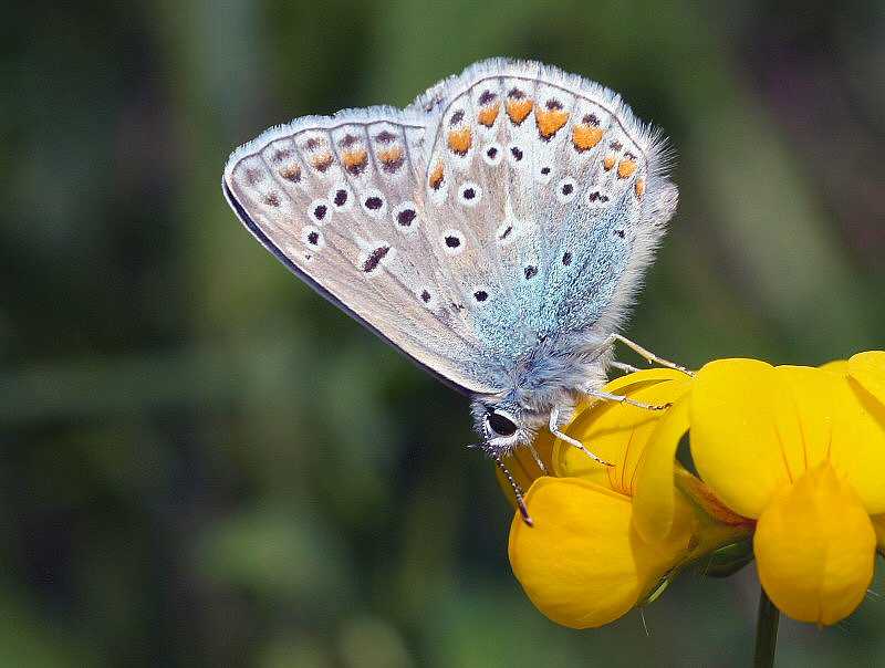Lysandra bellargus (Le Bel-Argus)