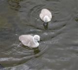 Cygnets