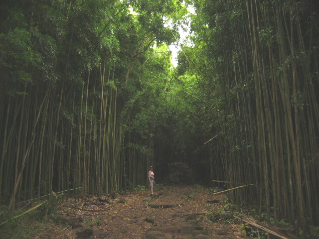 Bamboo Forest 2.jpg