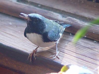 Black-throated Blue 01