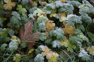 first frost