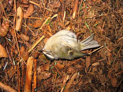 Dead bird - Trail up to Middle Tiger