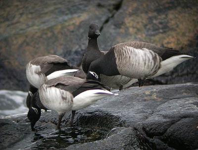 Brant (Atlantic)