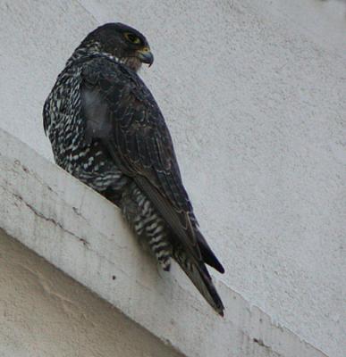 Gyrfalcon, Boston, Massachusetts, December 2002