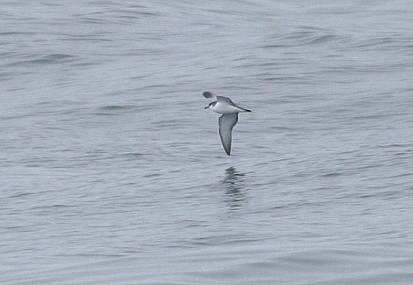 Bullers Shearwater