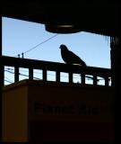 Pigeon