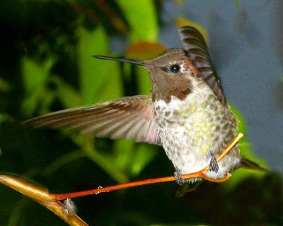 IMG_426hummers.jpg