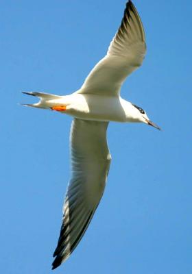 IMG_3362 terns_a.jpg