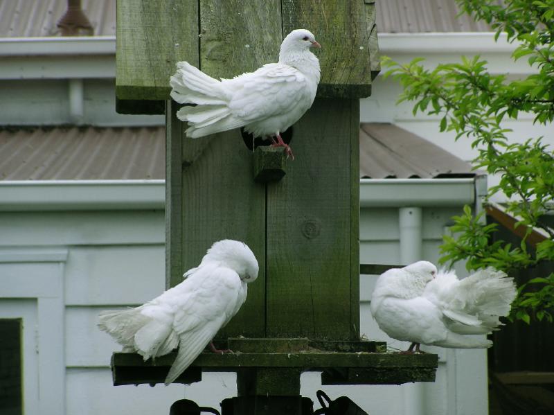 3 Pigeons