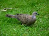 Spotted dove
