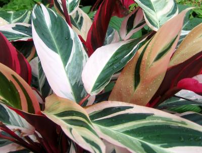 Foliage of a Ginger Plant