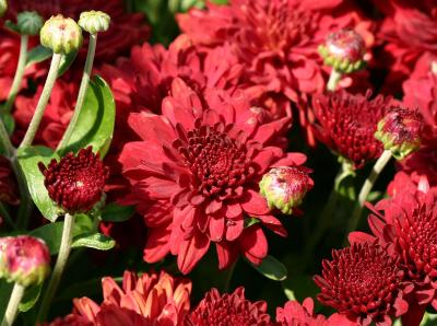 Red Chrysanthemums LPCG