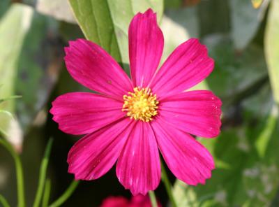 Red Cosmos Aster