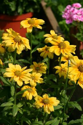 Yellow Asters LPCG