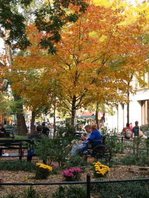 Maple Tree at Washington Square East