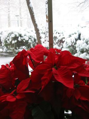 Poinsettia and Snow