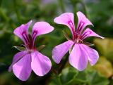 Pink Spider Geraniums