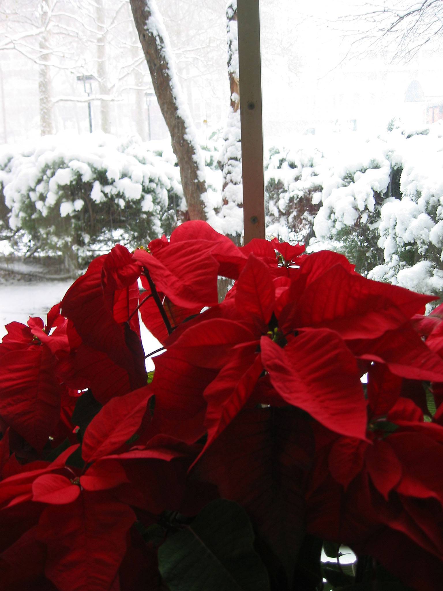 Poinsettia and Snow