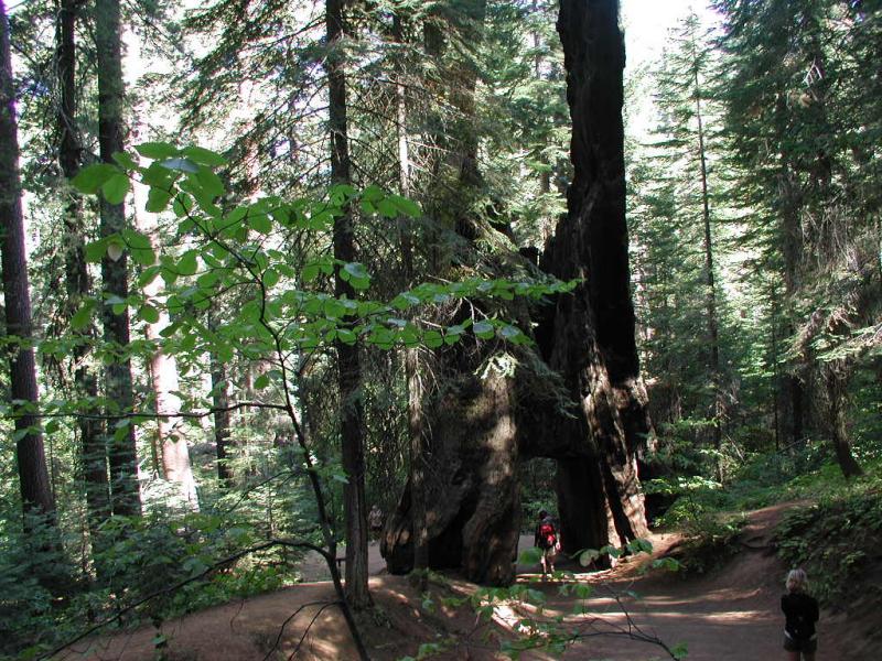 Riesige Sequoia Bume