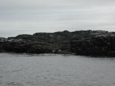 Seals on the rock