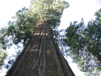 Riesige Sequoia Bume