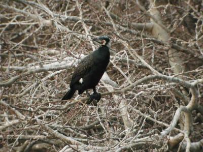 Phalacrocorax-carbo-m.jpg