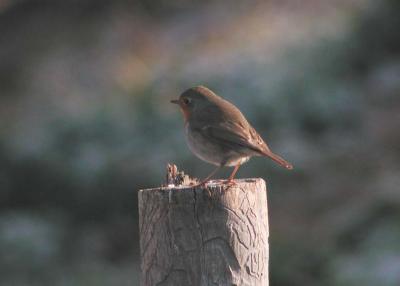 u23/holopain/medium/13576506.Erithacusrubecula.jpg