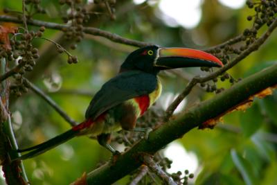 u23/iainrussell/medium/11558259.toucancue.jpg