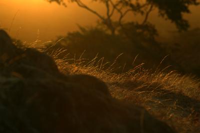 u23/iainrussell/medium/11598169.sunrisetamarindo.jpg