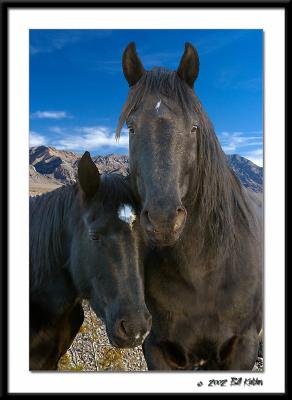 Wild mustangs2