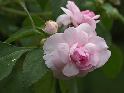 P5242460a.jpg