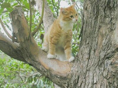 Treecat.jpg