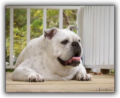 u23/jarrell/medium/22074868.izzyonporch.jpg
