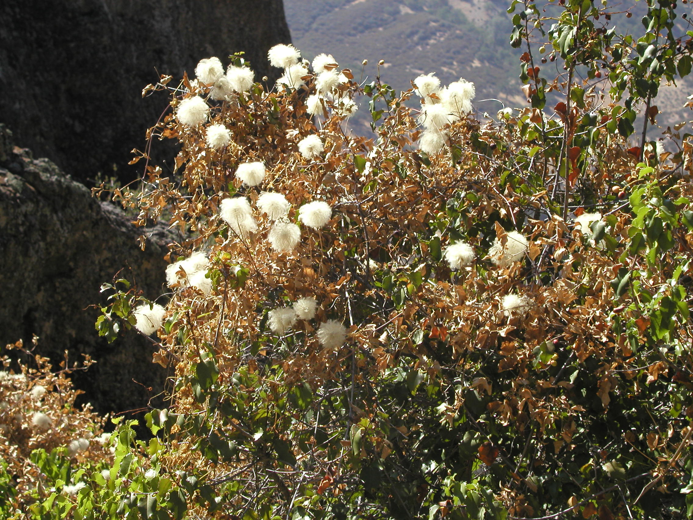P1010275.JPG