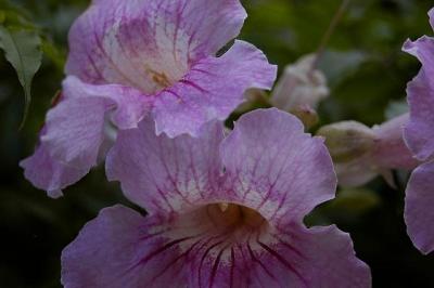 Bermuda Friday, Part 2- Not edited