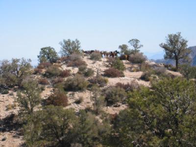 horses at the lookout point
