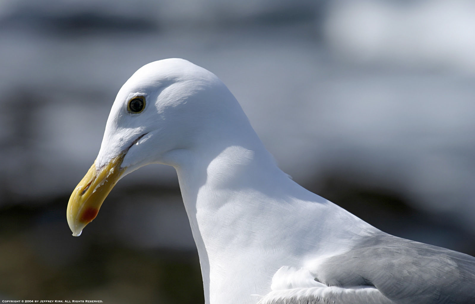 Seagull near Pacific Grove