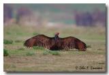 Turkey Vulture