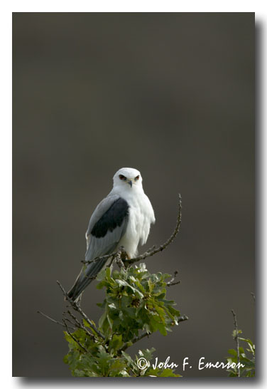 White-Tailed Kite